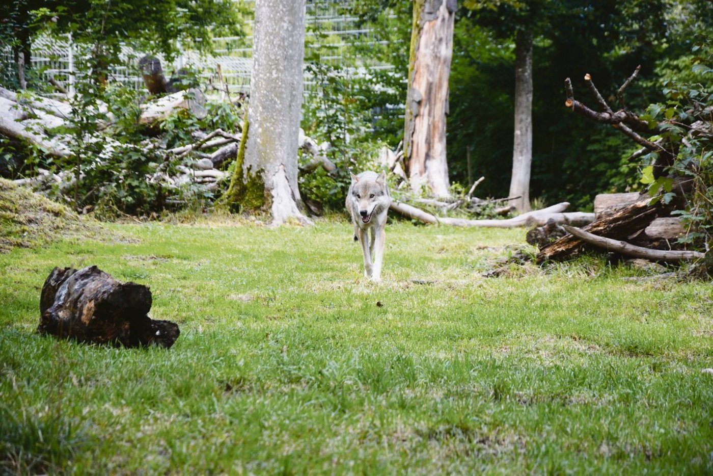 Die Bestimmungen zur Regulierung der Wolfspopulation geben im Hinblick auf die Revision des Jagdgesetzes am meisten Anlass für Diskussionen. Im Interesse der Schweizer Bauern setzt sich der SBV für die Annahme der Vorlage ein.(Bild sb)