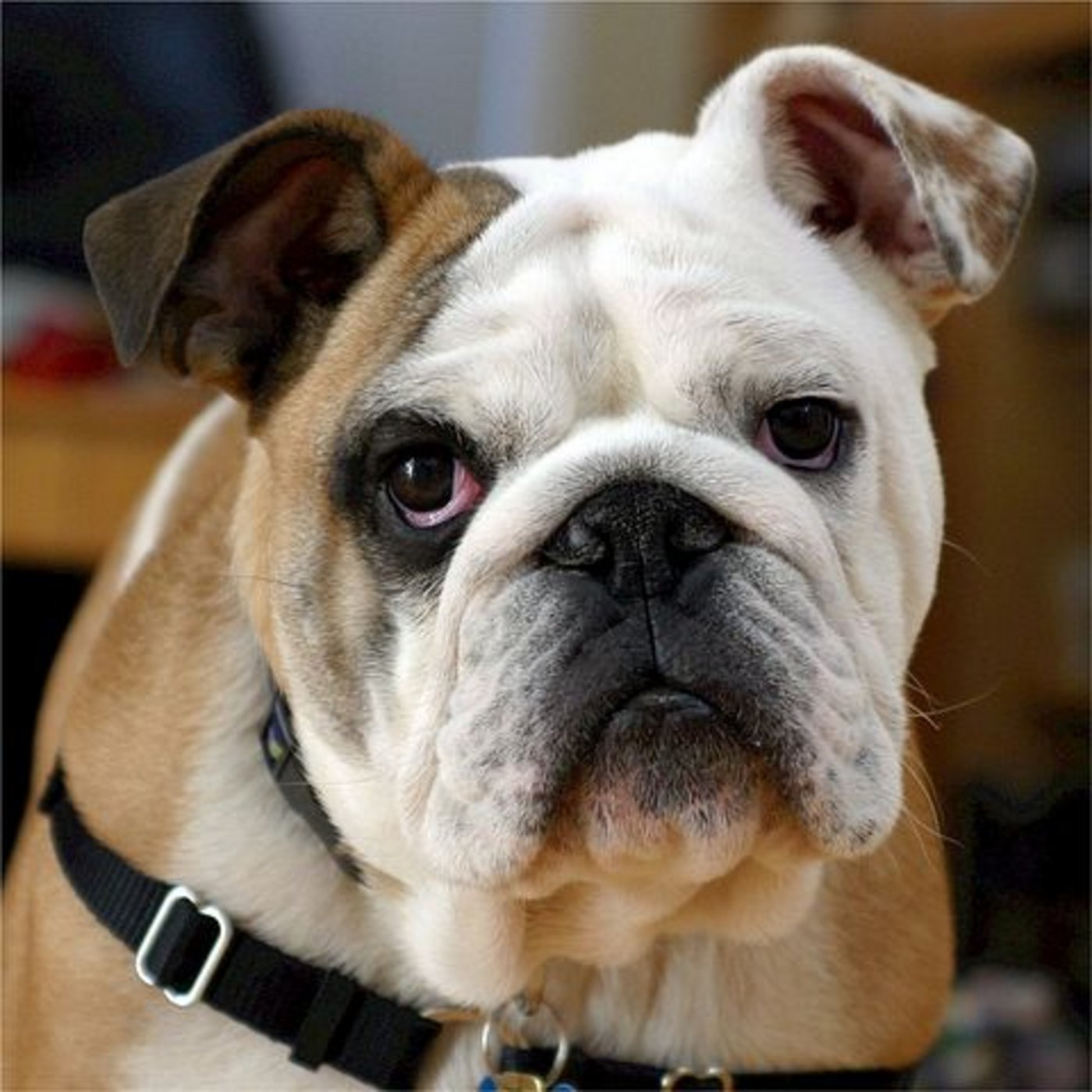 Zu dicke Hunde versuchen, die Nahrungsaufnahme energiereichen Futters zu maximieren. (Symbolbild Pixabay)