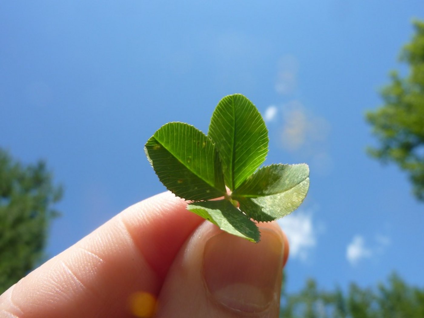 Es braucht schon etwas Glück, um auf der Wiese ein vierblättriges Kleeblatt zu finden. (Bild Pixabay)