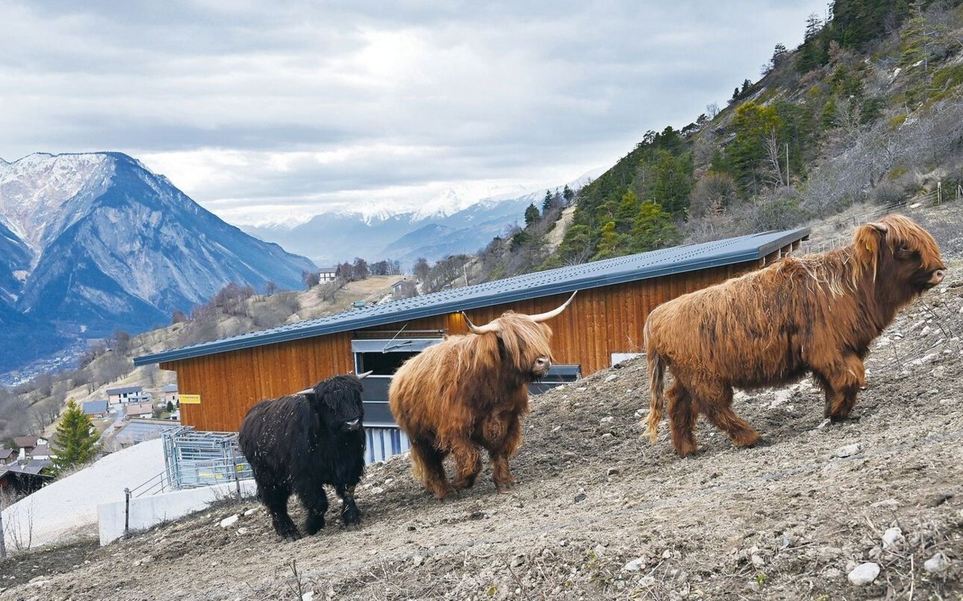 Die robusten Tiere fühlen sich oberhalb des Walliser Bergdorfes Erschmatt wohl. Gegenüber Fremden sind sie zurückhaltend und laufen rasch vorbei.   