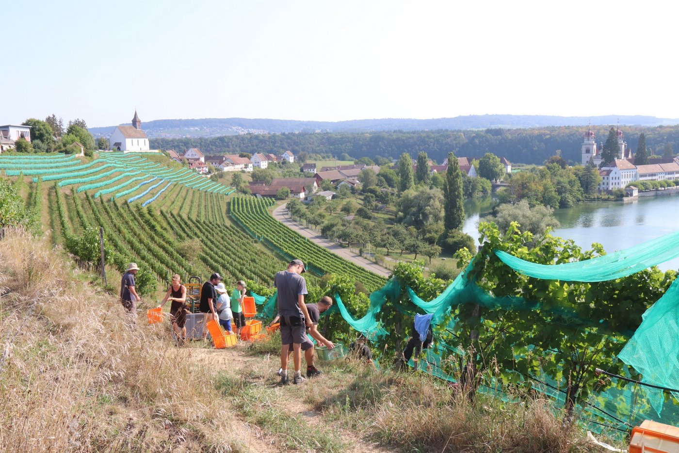 Über Wochen kaum Niederschläge und sehr warm: Die diesjährige Weinlese der Solaris-Trauben ist in Rheinau im Zürcher Weinland bereits am 21. August gestartet. Die Qualität der gelesenen Trauben ist mit über 100 Oechsle vielversprechend.	(Bild: Roland Müller)