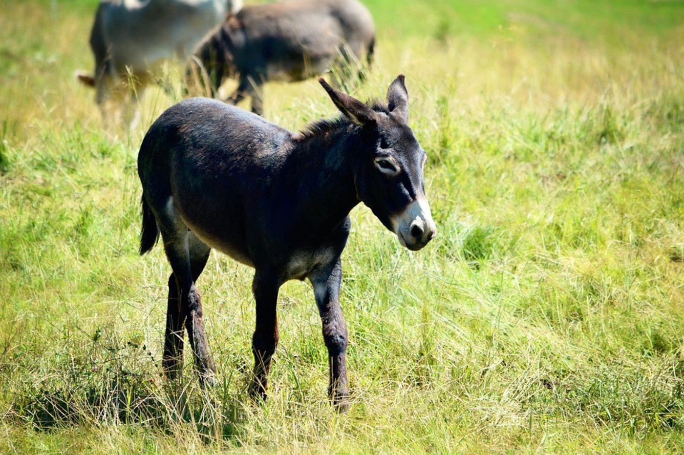 Der erst eine Woche alte Esel ist in einen Schacht gefallen. (Symbolbild Pixabay)