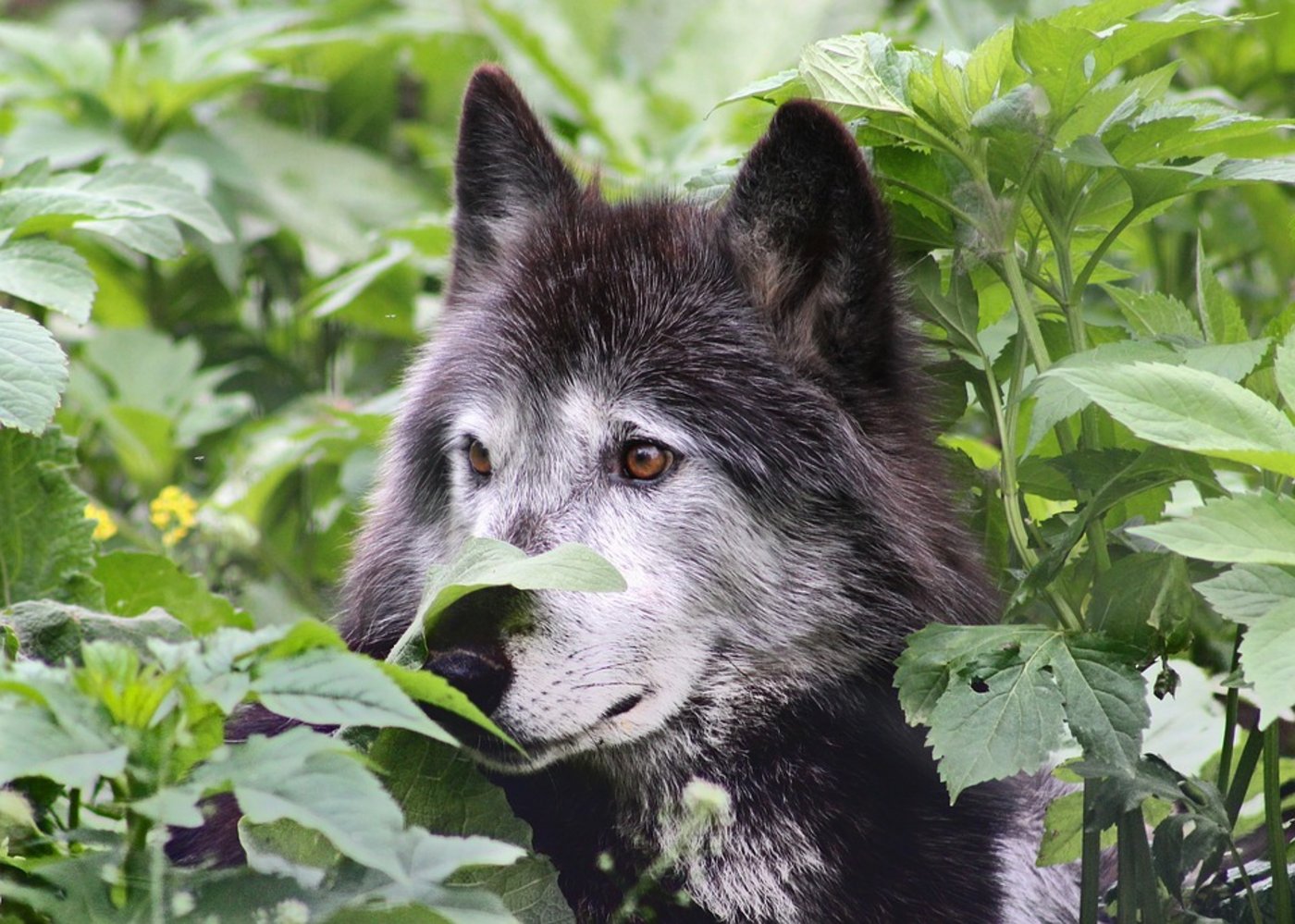 Jäger und Sammler aus lediglich einer Weltregion haben den Wolf gezähmt - und damit zum Hund gemacht. (Symbolbild Pixabay)