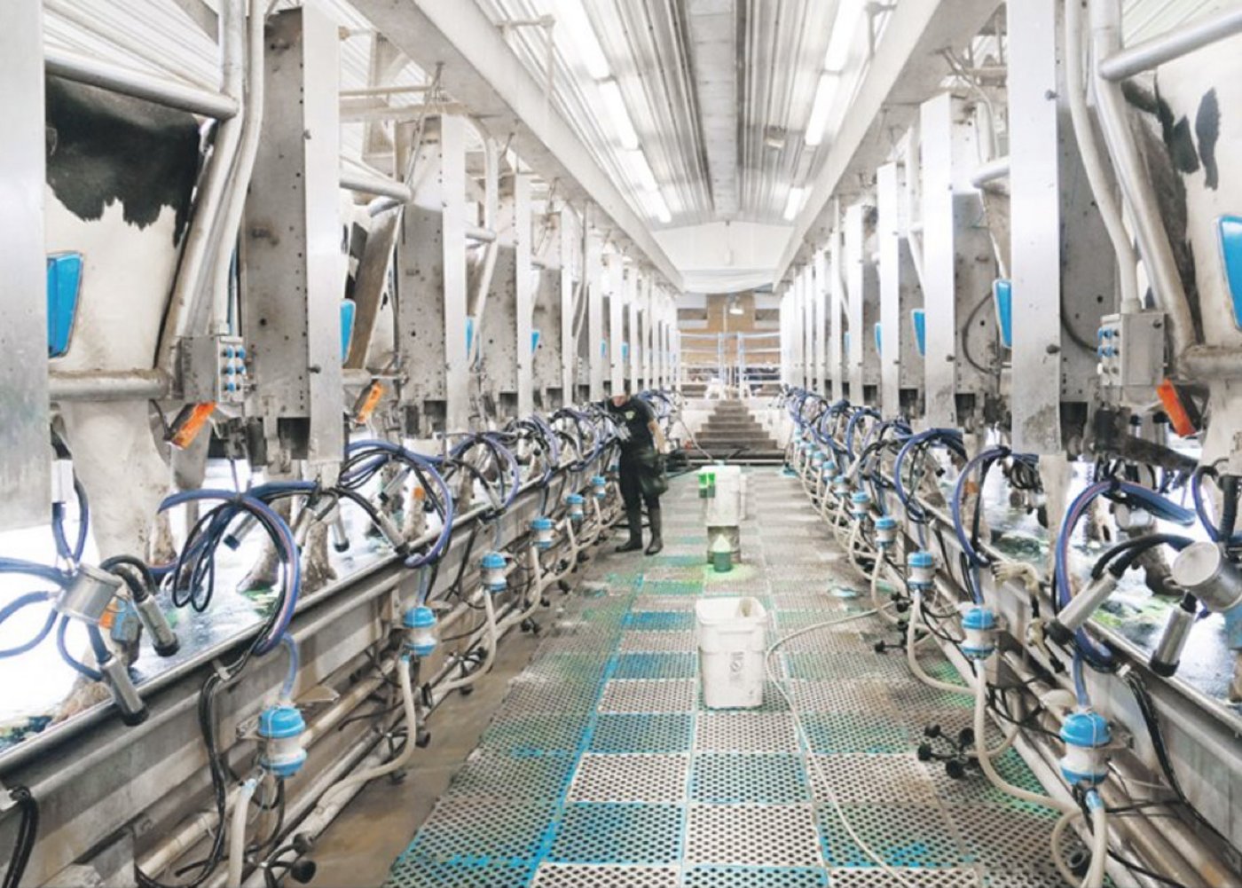 Auf der Wanner’s pride-n-joy Farm wird mit einem 2×12 Fischgräte gemolken.