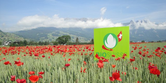 Für 2020 schätzt Bio Suisse einen Anstieg der Bioackerflächen auf insgesamt 25’922 Hektaren. Allerdings ist der Bio-Markt für gewisse Kulturen bereits gesättigt. (Bild Bio Suisse)