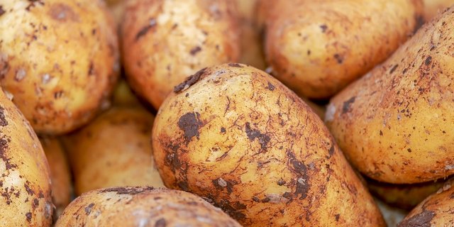 Die Ernte der Kartoffeln sei dieses Jahr gut und die Qualität ansprechend, so Swisspatat. (Bild Pixabay)