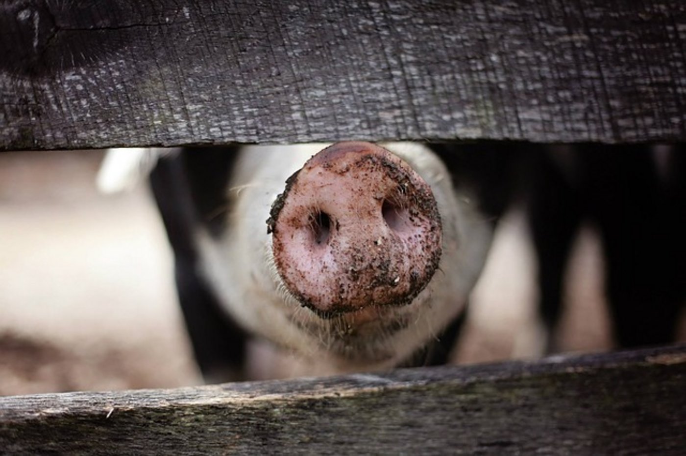 Die Schweinepest (ASP) ist nicht zu unterschätzen. (Bild Pixabay)