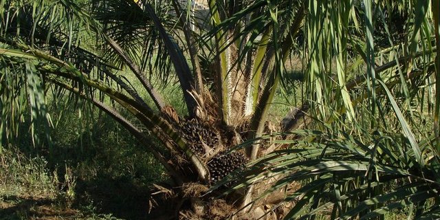 Kein Palmöl mehr im Futtermittel. (Bild zvg)