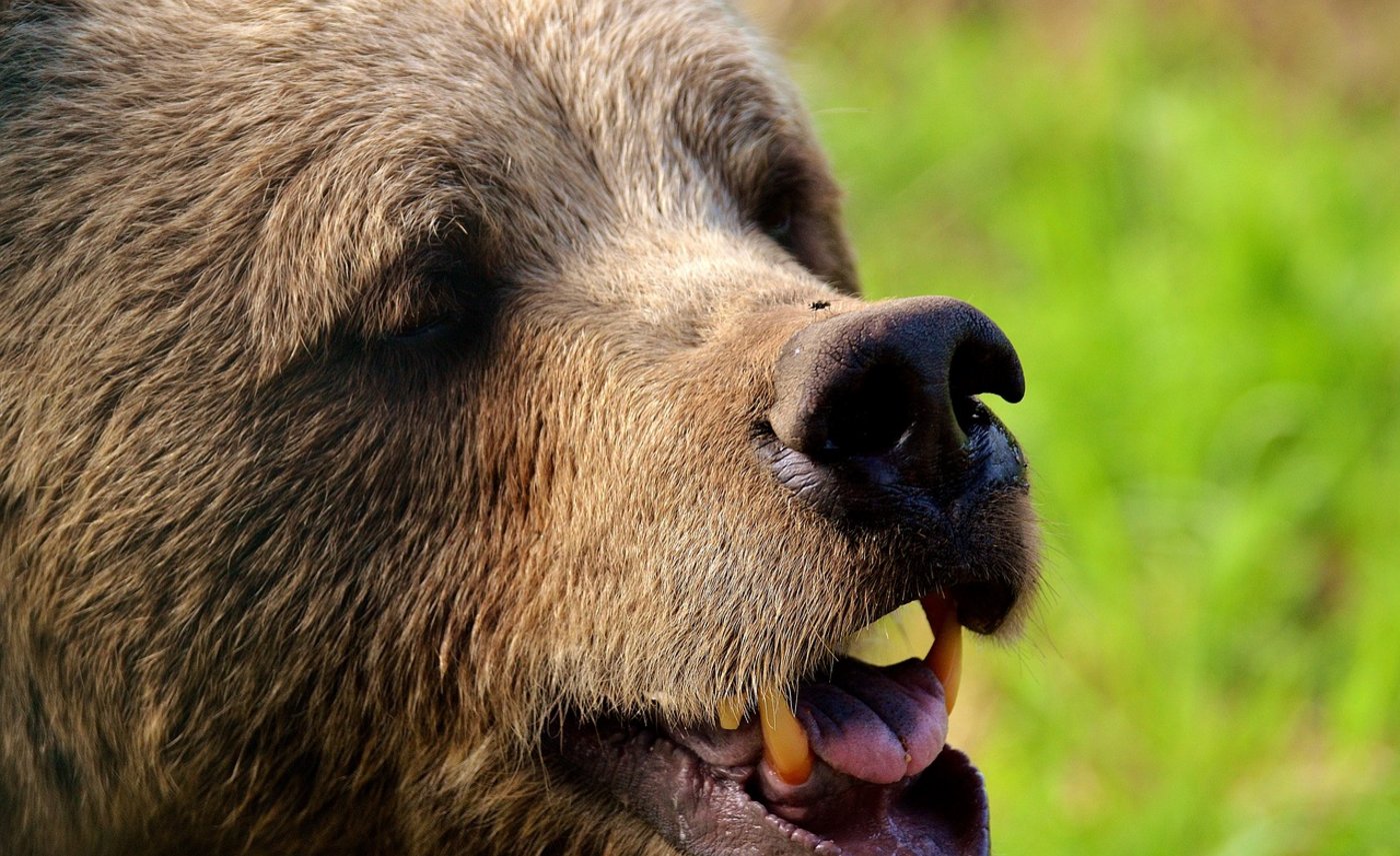 Der Bär, schön, aber gefährlich: Weil sein Lebensraum in Rumänien zunehmend durch Weideland eingeschränkt wird, kommt es immer wieder zu Angriffen auf Menschen. (Symbolbild Pixabay) 