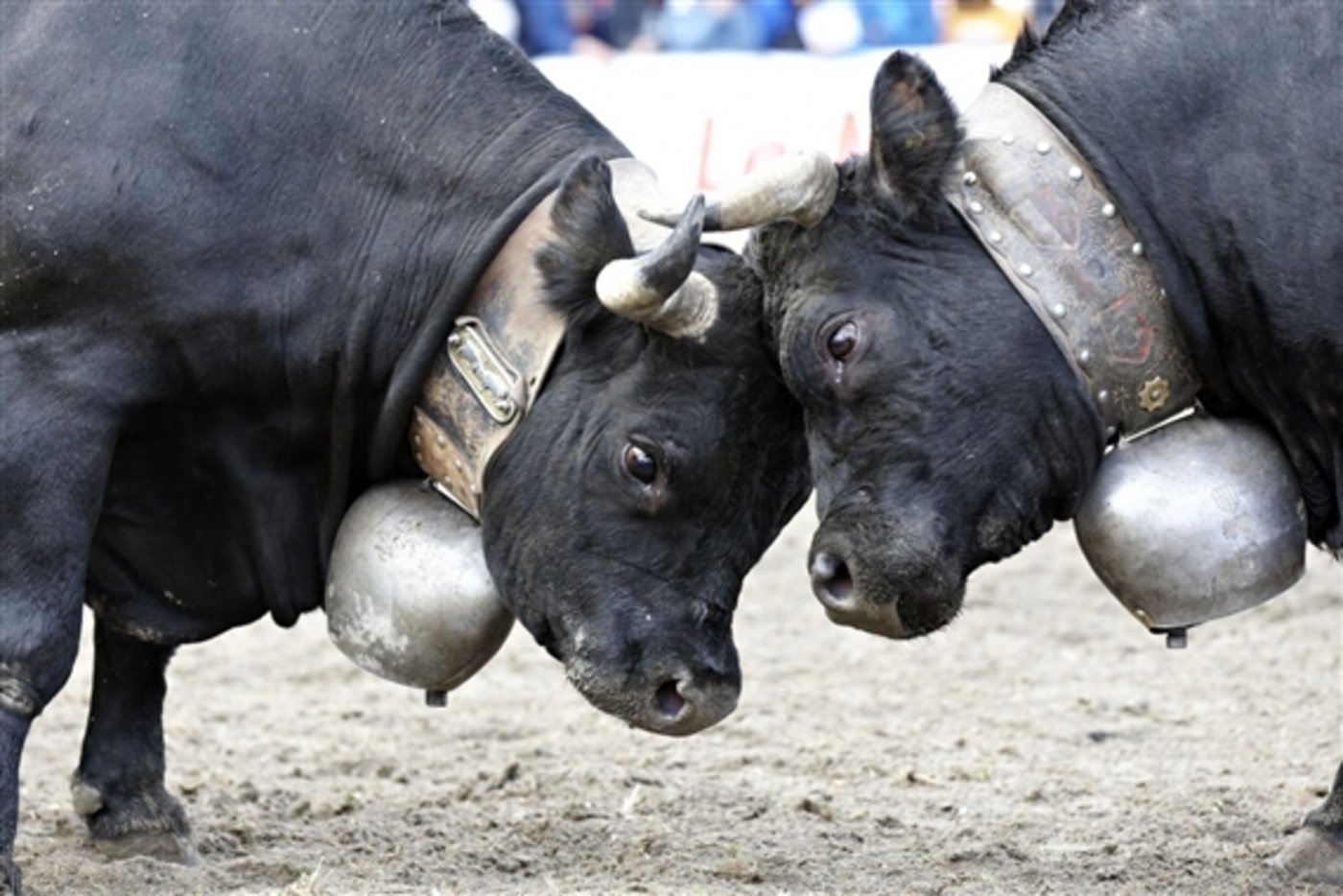 Zwei der 180 Kühen, die im kürzlichen Finale um die Krone gekämpft haben. Die Königin der Königinnen gehört jetzt einem Waadtländer Züchter. (Bild: Armin Grässl)