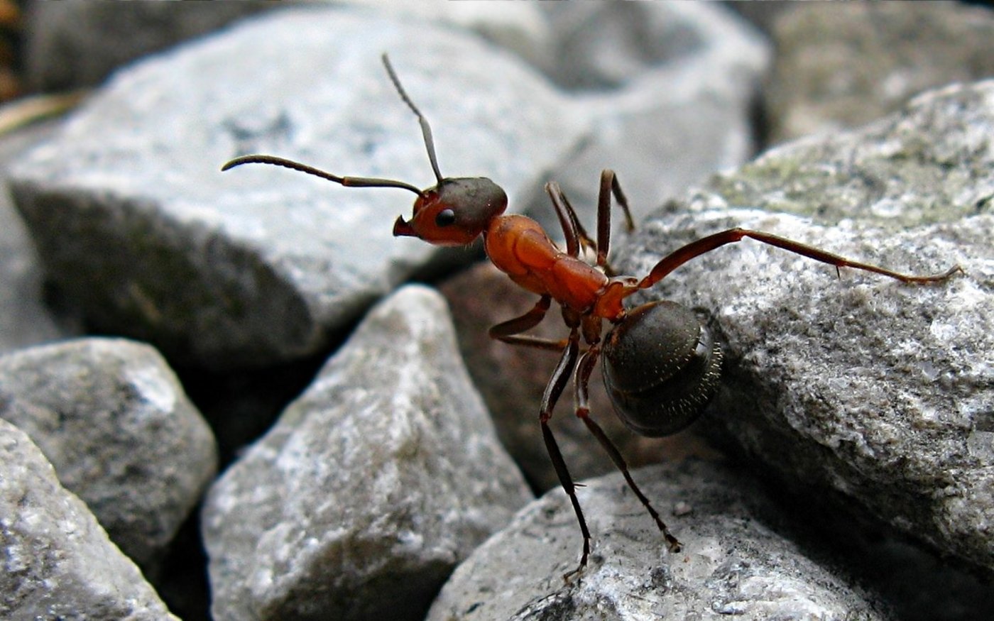 Eine Waldameise auf der Pirsch. (Bild Michael Hanselmann/Quaoar10) -