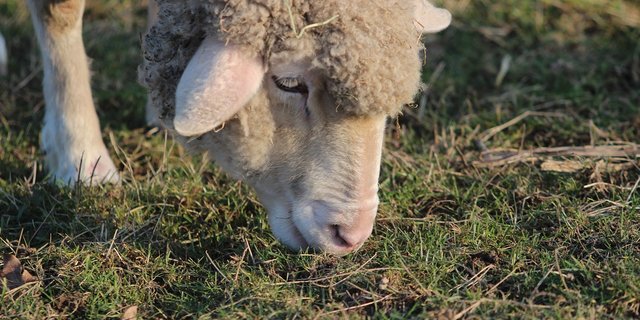 (Symbolbild Pixabay)