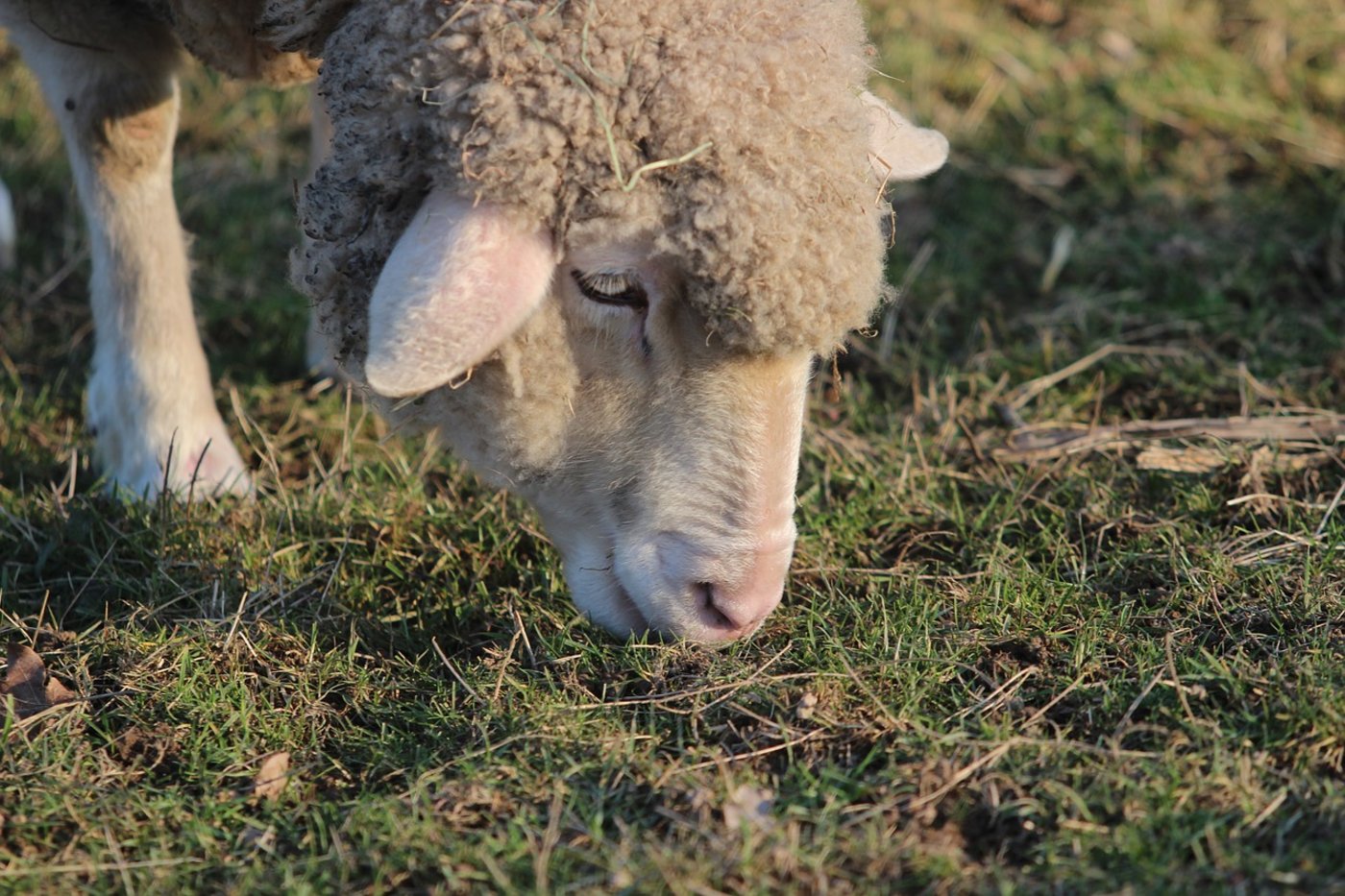 (Symbolbild Pixabay)