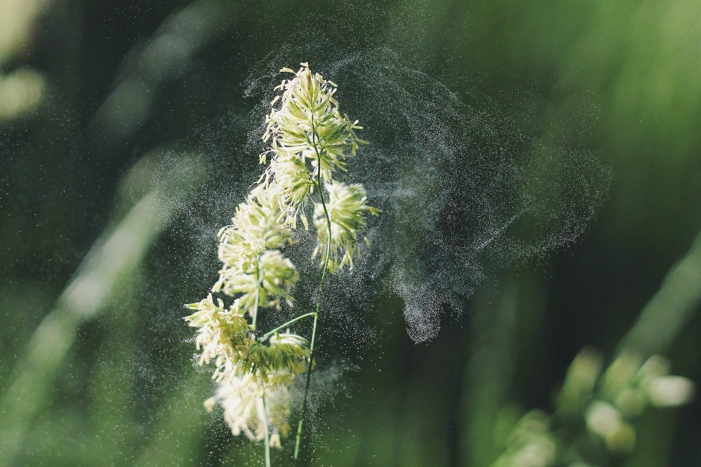 Die Realisierung des automatischen Pollenmessnetzes bedeutet der Anbruch einer neuen Ära in der Verfolgung dieser Allergene. (Bild von Free-Photos auf Pixabay)