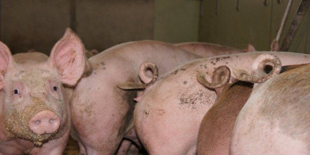 Der Schweinefleisch-Export in der EU boomt. (Symbolbild/lid)