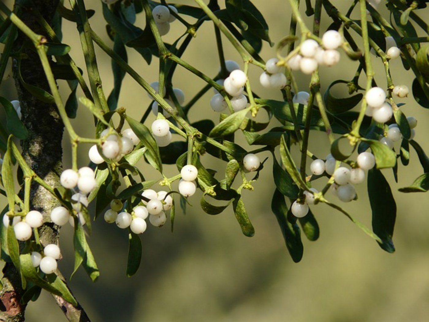 Misteln galten schon bei den Kelten als Symbol für Fruchtbarkeit und Vitalität - heute sind sie oft Teil der Weihnachtsdekoration. (Bild Pixabay)