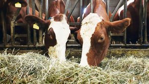 Der Gehalt von Dürrf Der Gehalt von Dürrfutter und auch von Silage kann stark variieren. Zusätzlich zum Ernterapport liefert die Laboranalyse Informationen.