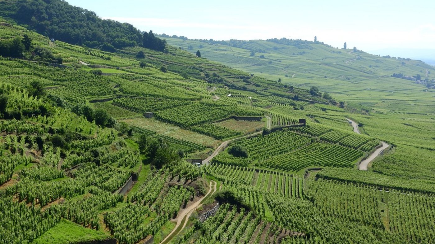 Weinberge im Elsass. (Bild Pixabay)