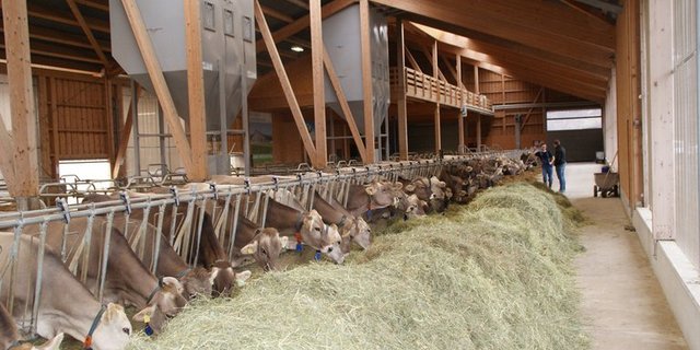 Kühe, die Raufutter fressen, sind nicht in Konkurrenz mit Nahrungsmitteln für den Menschen. (Bild Michael Götz) 