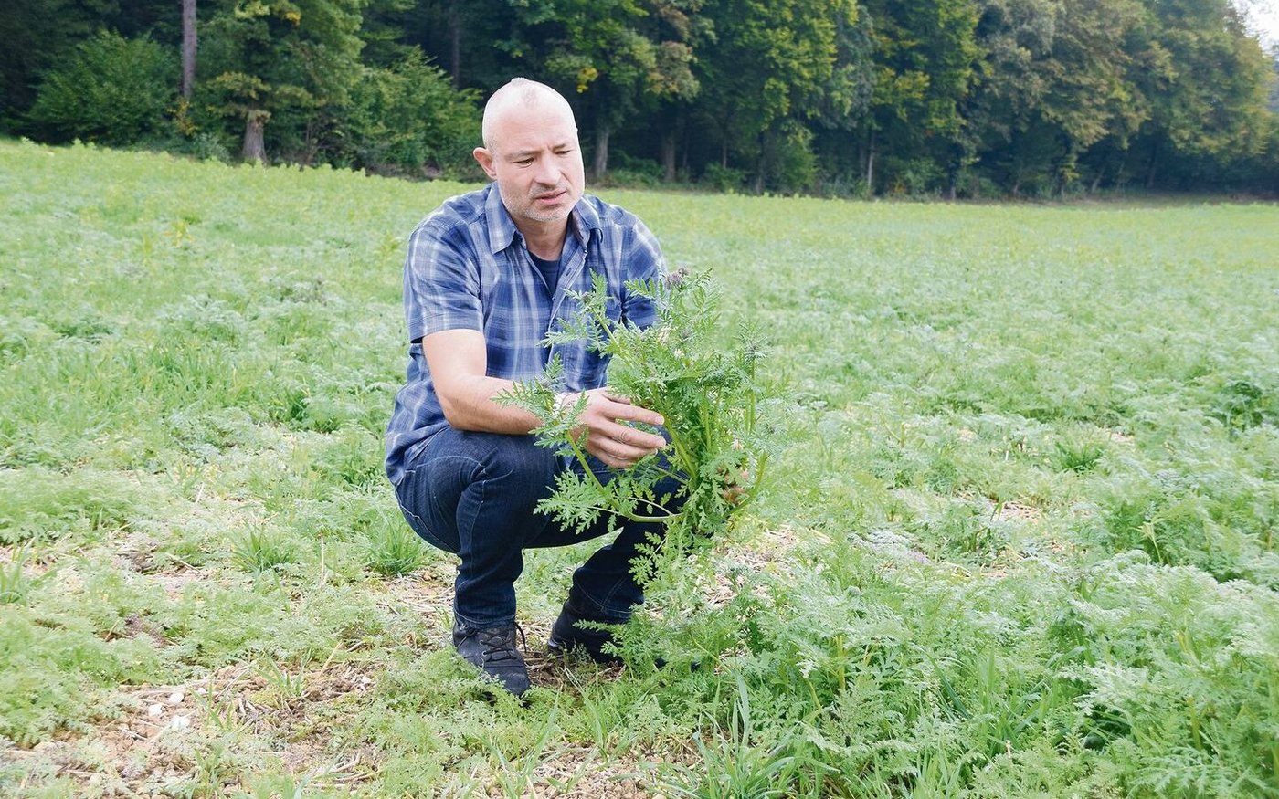 Daniel Zürcher hier auf einem Feld, auf dem er nach der Getreideernte eine Gründüngung angesät hat. 