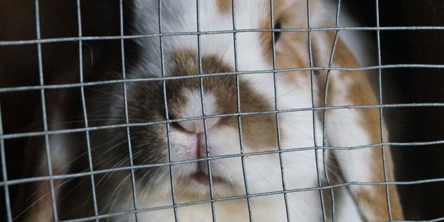 Von den sprichwörtlichen Versuchskaninchen soll es in Zukunft weniger geben. Deren Einsatz bringe die Medizin nicht voran, so die Unterstützer der Petition. (Symbolbild Monsterkoi/Pixabay) 