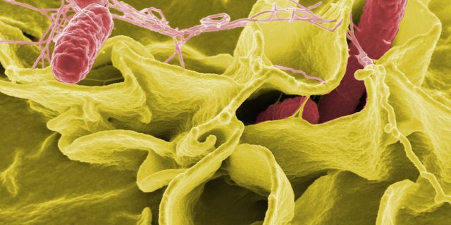 Sekundärelektronenmikroskopaufnahme von Salmonellen (rot eingefärbt). (Bild NIAID)