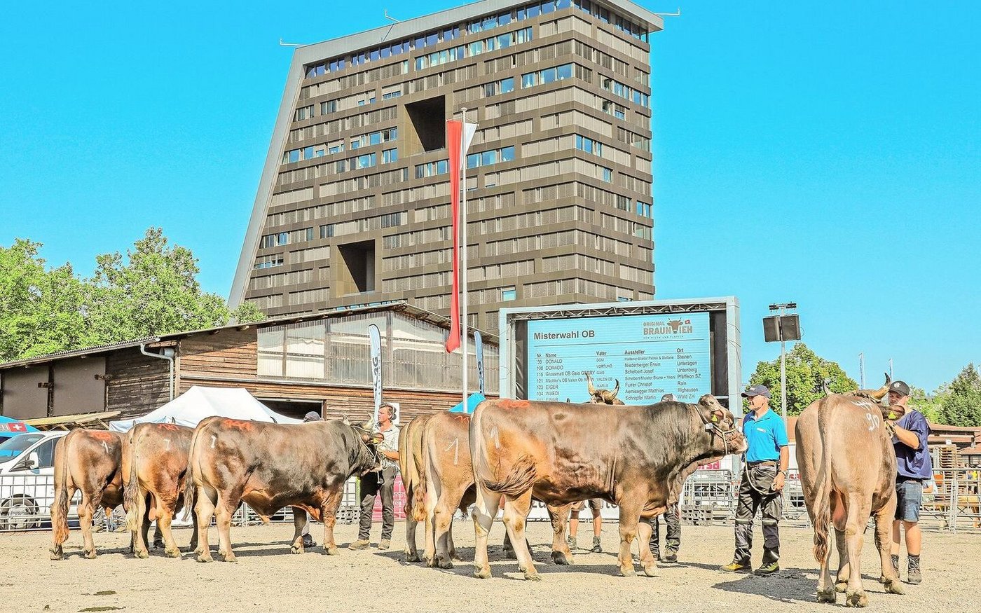 Anfang September ist es wieder so weit: Zum 133. Mal findet der Zuger Zuchtstierenmarkt in der Kantonshauptstadt statt. 