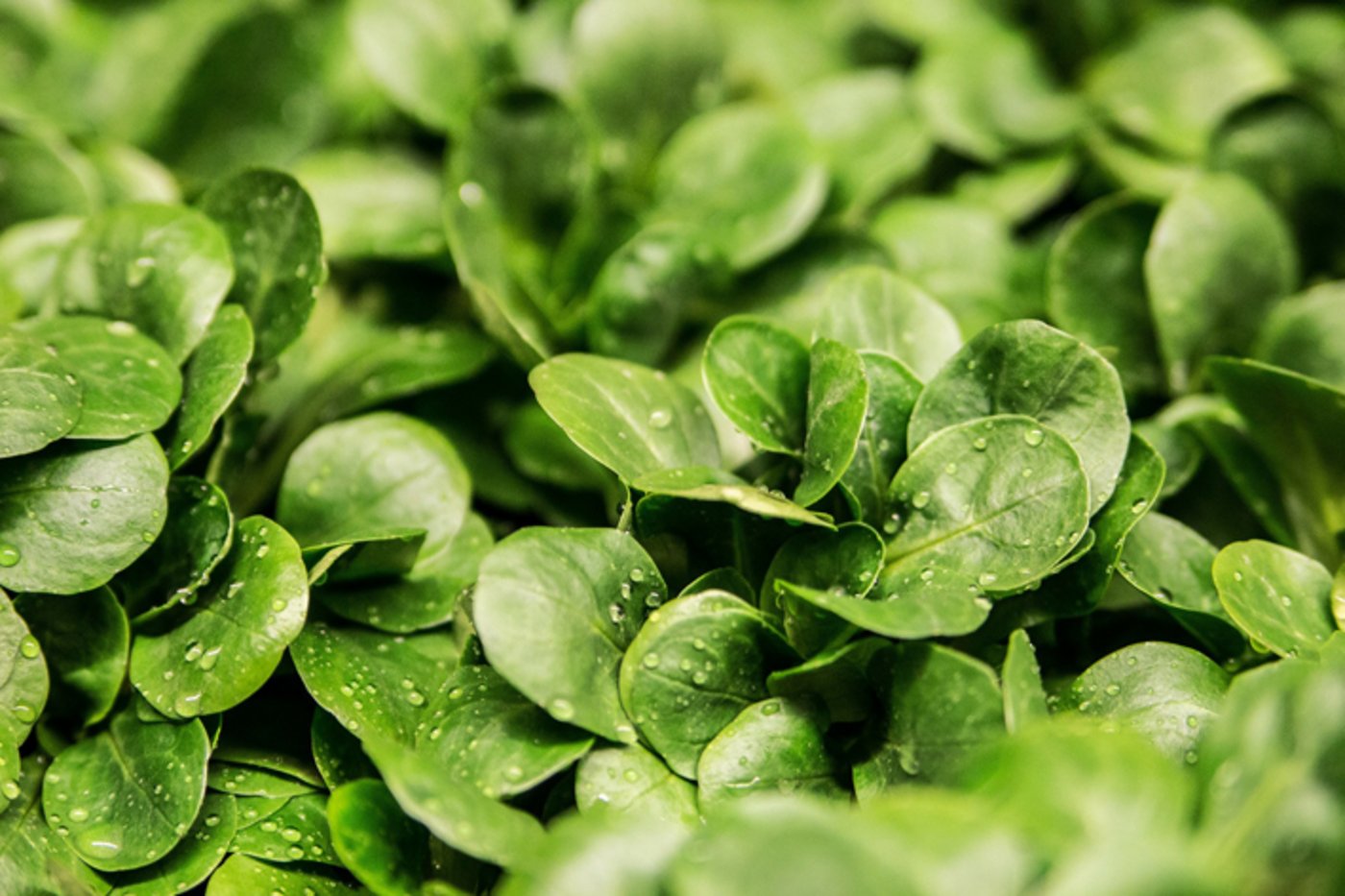 Enthält von allen Salaten am meisten Vitamine: Nüsslisalat. (pd) 