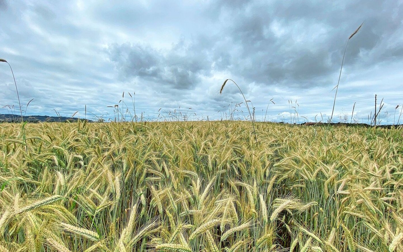 Für einmal trocken, aber noch immer eher düster: Wenn es in den vergangenen Monaten nicht regnete, war die nächste Wetterfront häufig schon am Horizont zu sehen. Die Zeitfenster für wichtige Arbeiten waren stets kurz.