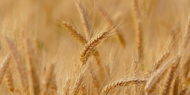 Die USA rechnen mit schlechter Ernte im kommenden Jahr. Deshalb steigt der Preis unter anderem für Weizen und Soja. (Bild Pixabay) 