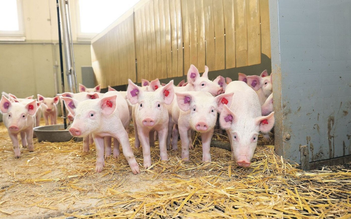 Eher selten werden in der Schweiz die Geschlechter der Ferkel getrennt. Die Vorteile sind messbar, aber die Umsetzung ist schwierig.