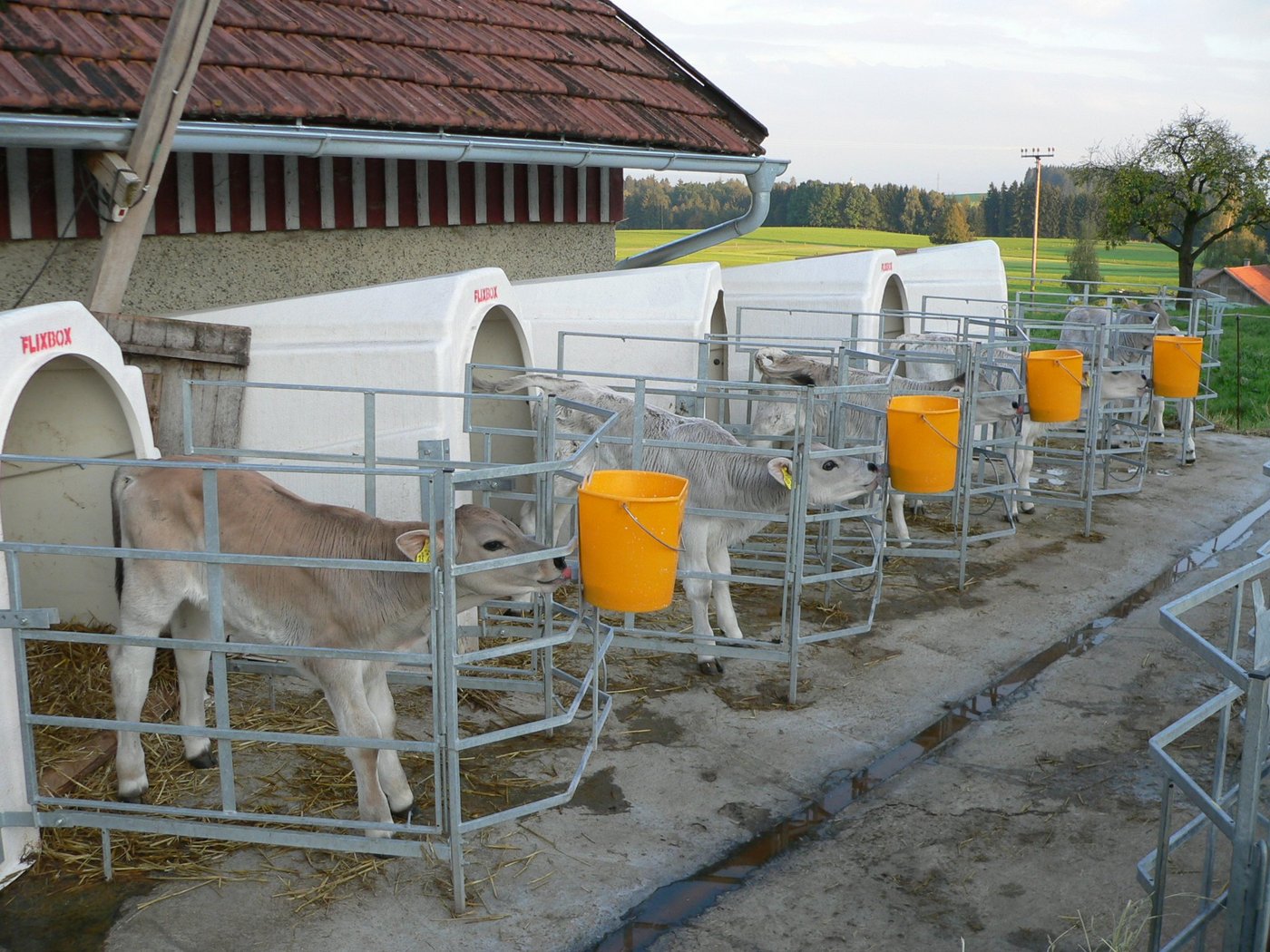 Viel Licht und Luft ist gut für junge Kälber. In der Kälbermast gibt es aber noch grossen Handlungsbedarf, um die Kälbergesundheit zu verbessern.  (Bild BauZ)