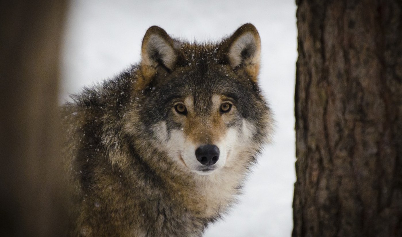 Leben in der Schweiz Wolfshybriden? Dafür gibt es nun neue Indizien. (SymbolbildPixabay)