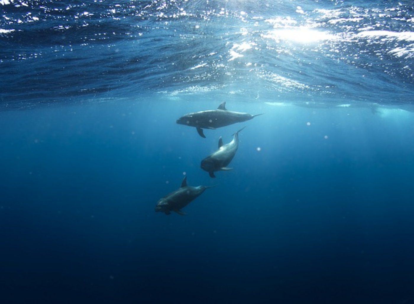 Während einer Hitzewelle 2011 stiegen die Wassertemperaturen über vier Grad an. Langzeit-Daten zeigen, dass auch die Delfin-Population darunter zu leiden hatte. (Bild Pixabay)