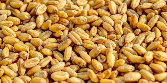Über 180'000 Tonnen Hart- und Weichweizen lagern im Pflichtlager. Alle Pflichtlager Produkte und Mengen weiter unten im Kasten. (Bild Pixabay)