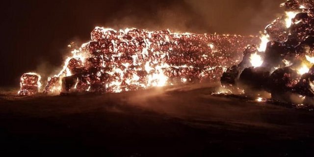 Nach dem Brand vom Heu- und Strohlager hatte der Mastebetrieb kein Stroh für seine 400 Schweine. (Foto Facebook RinderAllianz GmbH)