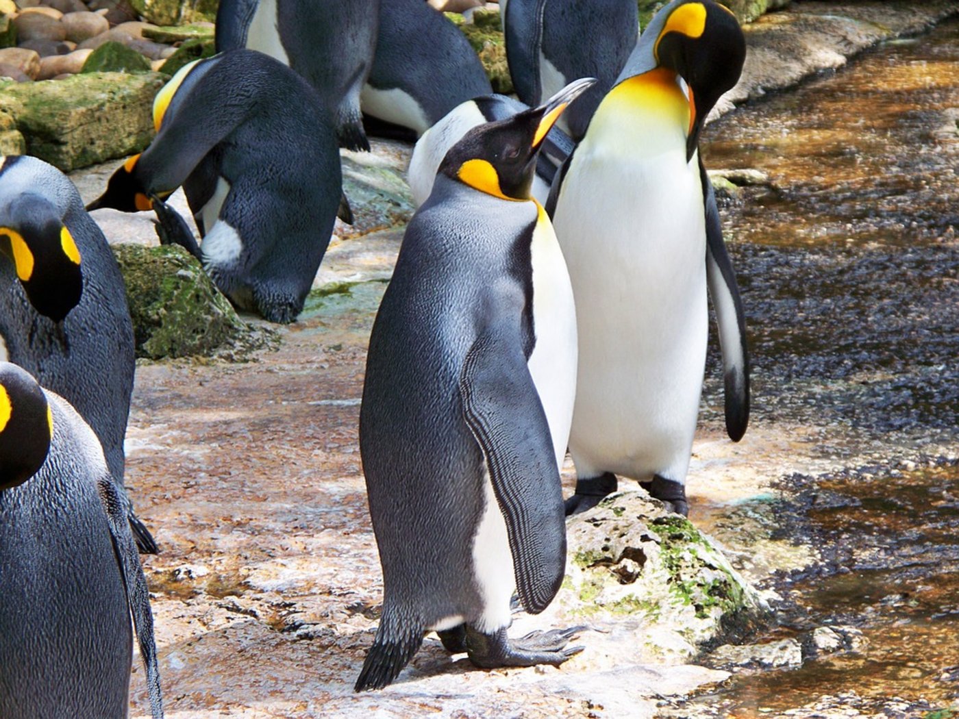 Durch den Klimawandel verlagert sich die Polarfront nach Süden und entfernt sich mehr und mehr von den Brutgebieten der Königspinguine. (Bild Pixabay)