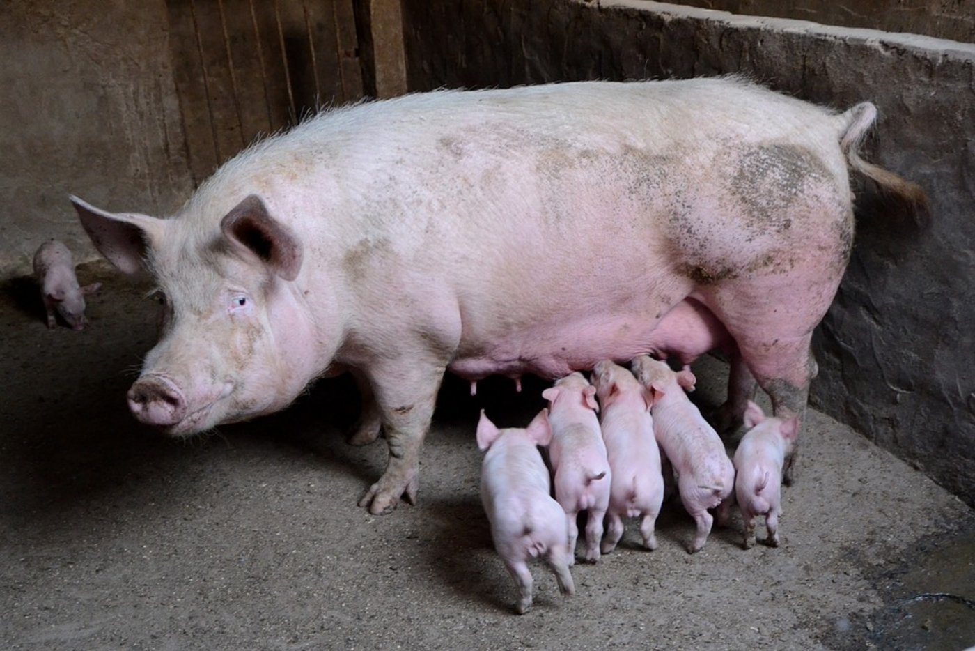 Muttersau mit Ferkeln: Von September 2017 bis Februar 2018 sollen laut dem US-Landwirtschaftsministerium 6,10 Millionen Muttertiere abferkeln. (Symbolbild Pixabay)
