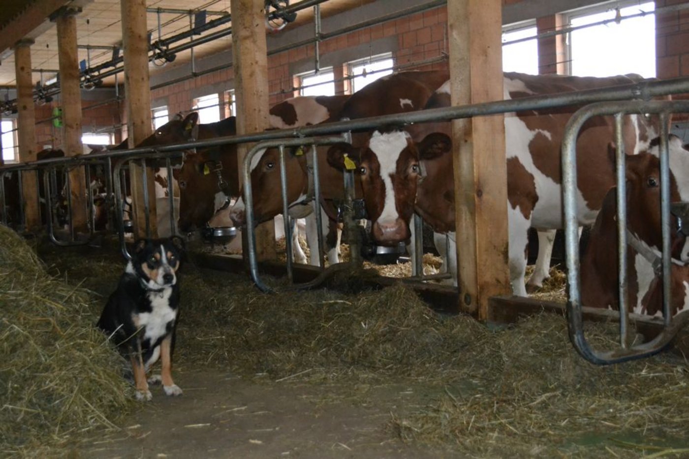 Schwenkbare Fressgitter verhindern, dass die Kühe das Heu hin und her verteilen. Immer mit dabei ist Hofhund Rex, von dem sich die Kühe nicht weiter stören lassen.