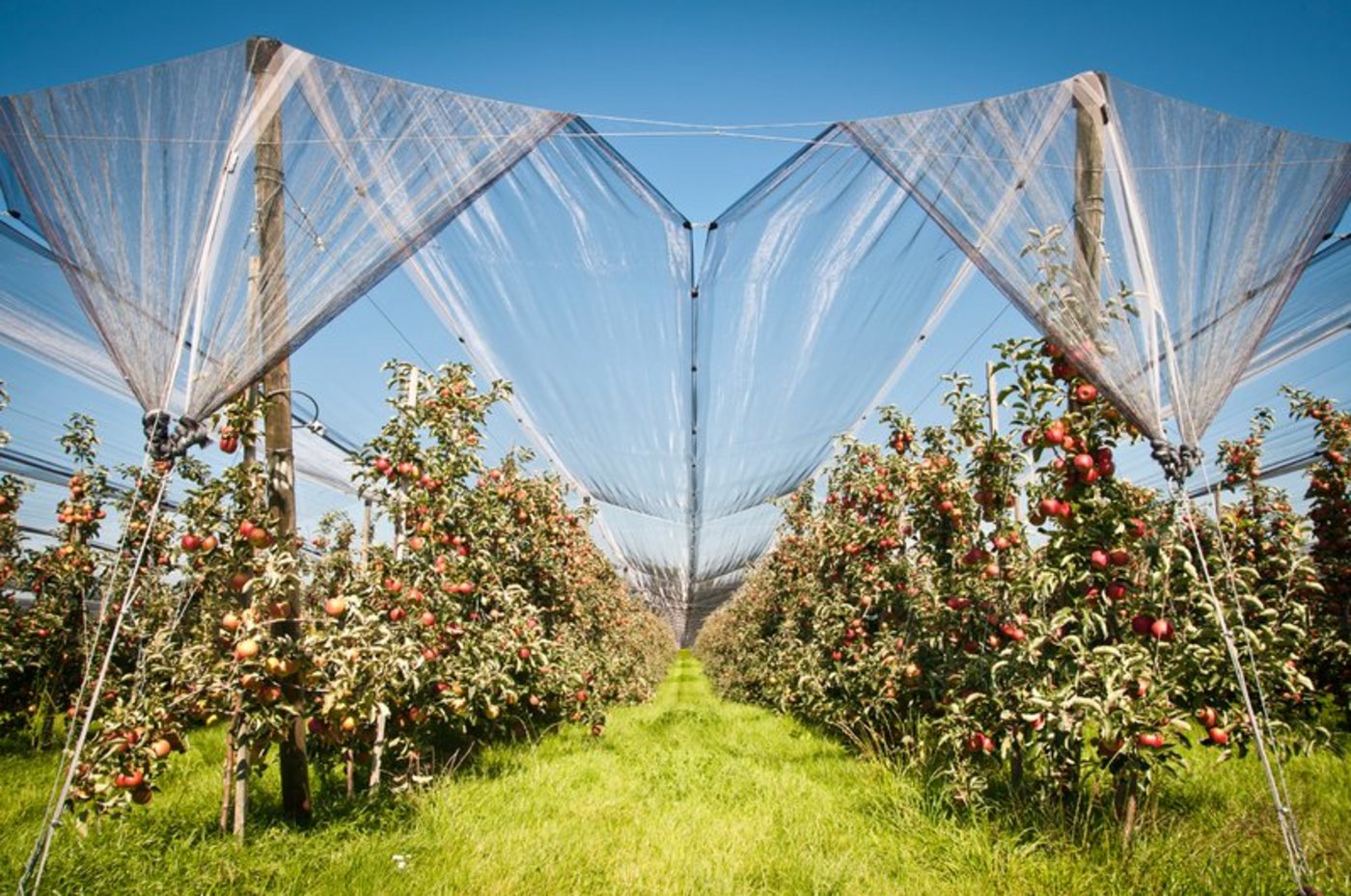 Die wichtigste Spezialkultur im Thurgau ist nach wie vor der Apfel. Der Flächenanteil dieser Kultur  hat sich seit dem Jahr 2000 von rund 60 auf 40 Prozent reduziert. (Bild Fotolia)