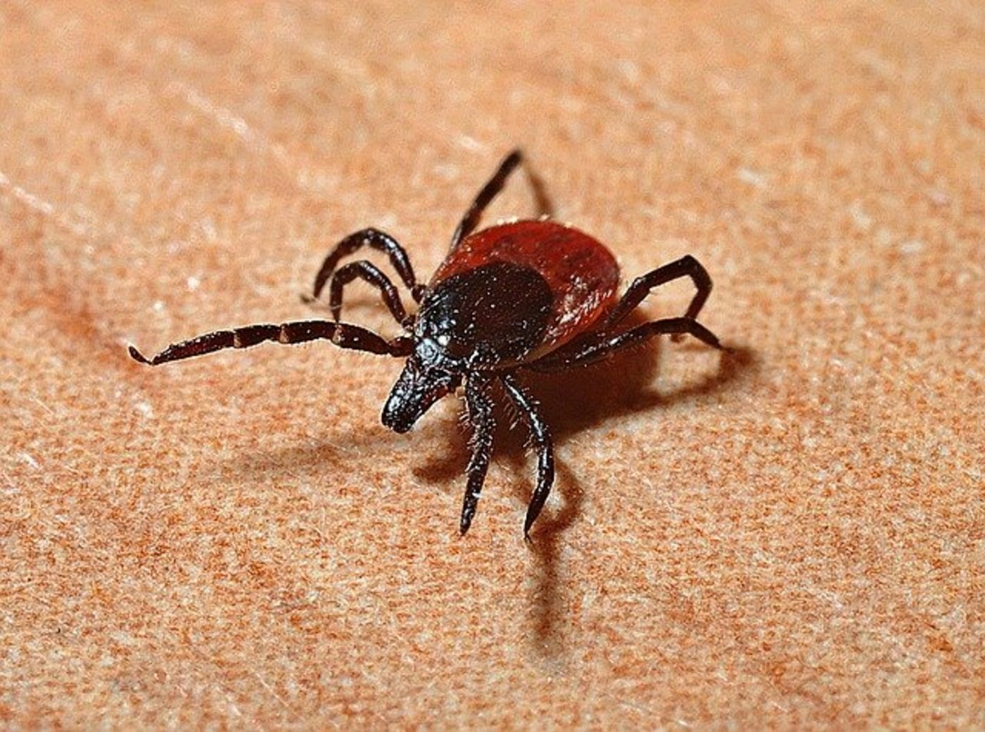 Problem: Zecken fühlen sich an immer mehr Orten wohl. (Bild Pixabay)