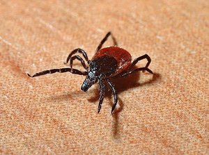 Zecken können in einem Viertel der Schweizer Gebiete vorkommen Problem: Zecken fühlen sich an immer mehr Orten wohl. (Bild Pixabay)