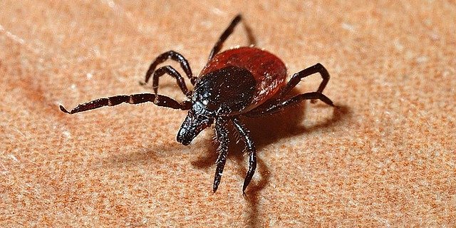 Problem: Zecken fühlen sich an immer mehr Orten wohl. (Bild Pixabay)