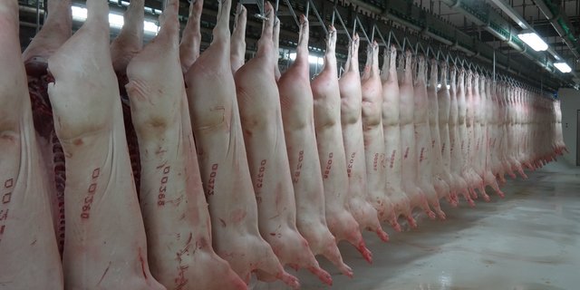 Der aus dem Brexit resultierende Wertverlust des Pfunds dämpft die EU-Schweinefleischexporte. (Bild Josef Kottmann)