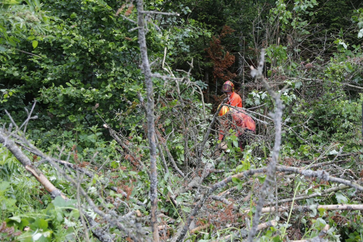 Die Bundesforste planen Investitionen von 100 Millionen Euro bis 2025 um den Wald klimafit zu machen. (Symbolbild/lid ji)