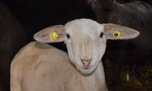 Hinweise zum Nachmarkieren von Schafen und Ziegen Neu sind für Schafe und Ziegen zwei Ohrmarken Pflicht, wobei bei den Schafen eine Ohrmarke einen Mikrochip haben muss. (Bild dj)