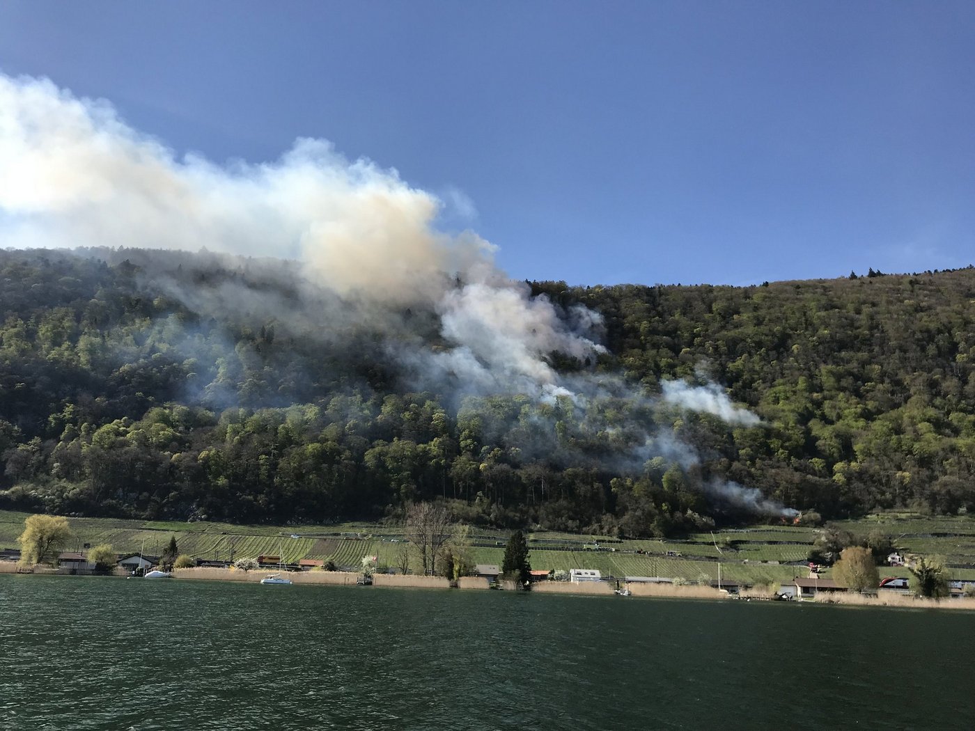 Das Feuer breitete sich im Waldstück oberhalb der Rebberge aus. (Bild Kapo Bern)