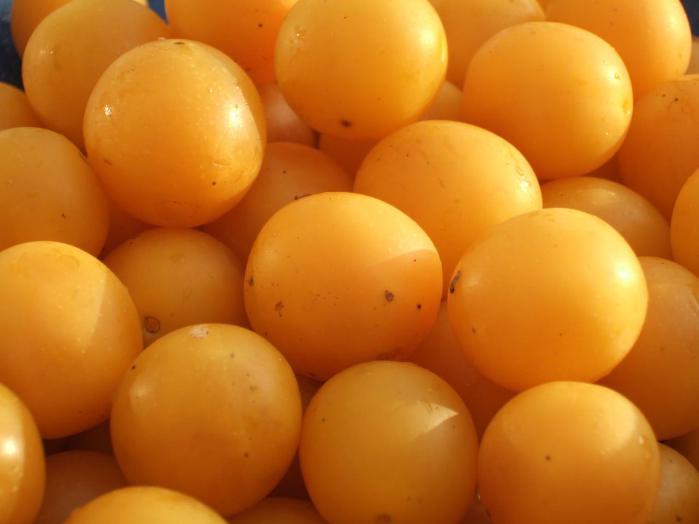 Die süsse Frucht wird oft vergessen. (Bild CC BY-SA 3.0, https://commons.wikimedia.org/w/index.php?curid=276603) )