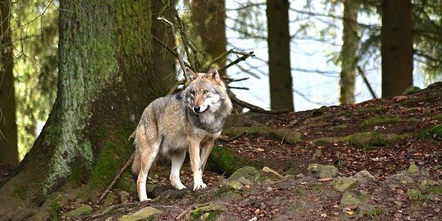 Umweltschutzverbände sagen, dass das revidierte Gesetz dem Artenschutz zu wenig Rechnung trage. (Symbolbild Pixabay)