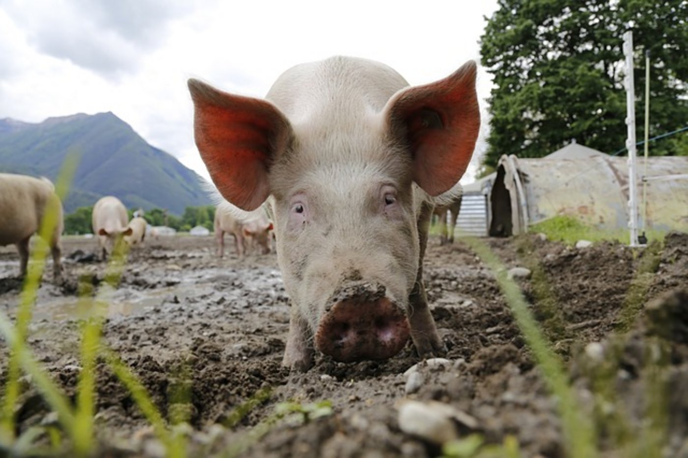 Seit den 80ern sind die Schweinepreise im Sinken begriffen. (Bild Pixabay)